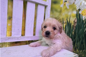 Lilliana - Malti Poo - Maltipoo for sale