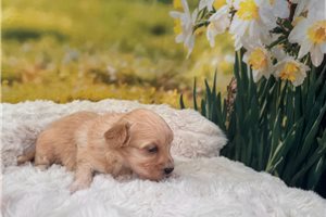 Lolly - puppy for sale