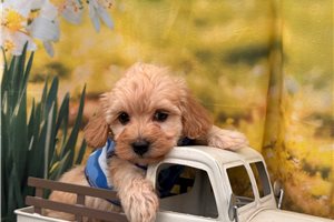 Lathom - Malti Poo - Maltipoo for sale