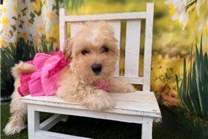 Laurel - Malti Poo - Maltipoo for sale