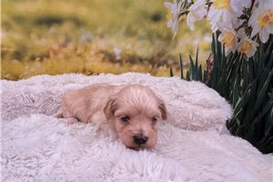 Laurel - Malti Poo - Maltipoo for sale