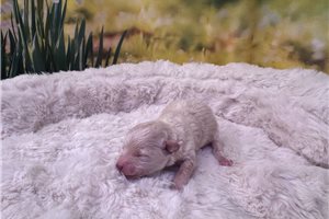 Grace - puppy for sale