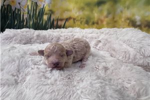 Gregory - Malti Poo - Maltipoo for sale