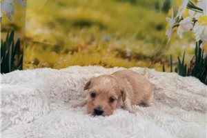 Lilliana - puppy for sale