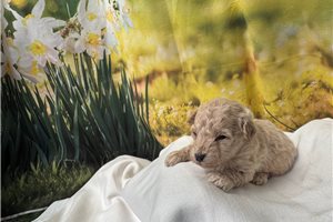 Grace - Malti Poo - Maltipoo for sale