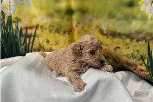 Gregory - Malti Poo - Maltipoo for sale