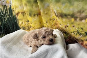 Giselle - Malti Poo - Maltipoo for sale
