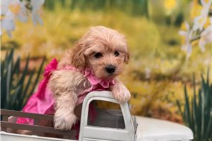 Laurel - Malti Poo - Maltipoo for sale