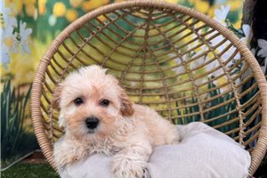 Laurel - Malti Poo - Maltipoo for sale