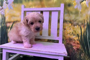 Laurel - Malti Poo - Maltipoo for sale