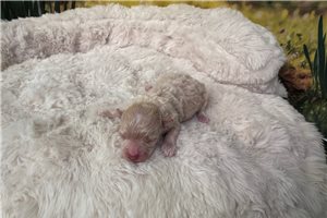 Giselle - puppy for sale