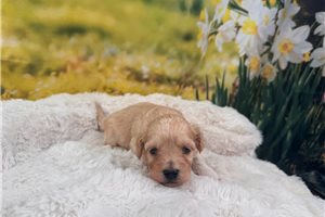 Lathom - puppy for sale