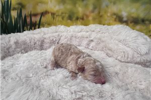 Gino - puppy for sale