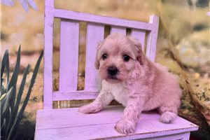 Lathom - Malti Poo - Maltipoo for sale