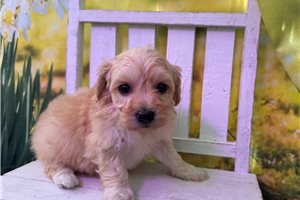 Lolly - Malti Poo - Maltipoo for sale