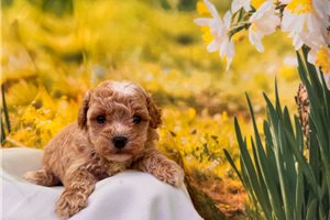 Gino - Malti Poo - Maltipoo for sale