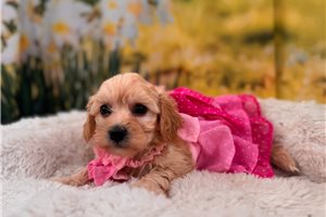 Lolly - Malti Poo - Maltipoo for sale