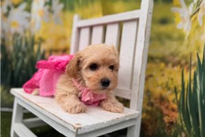 Lilliana - Malti Poo - Maltipoo for sale