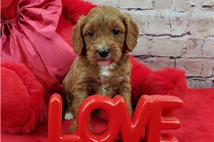 Nugget - Cavapoo for sale