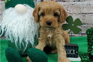Nacho - Cavapoo for sale