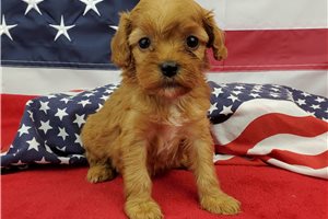 Sola - Cavapoo for sale