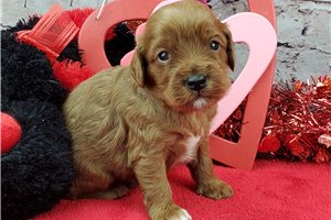 Norman - puppy for sale