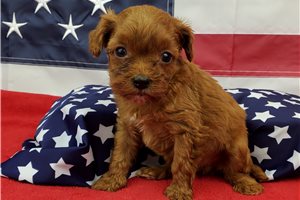 Serena - puppy for sale