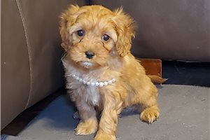 Sola - Cavapoo for sale