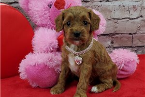 Nicolette - Cavapoo for sale
