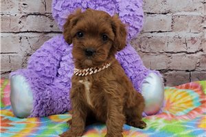 Serena - Cavapoo for sale