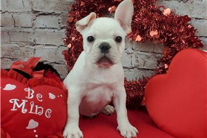 Santa - French Bulldog for sale