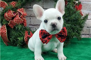 Rudolph - French Bulldog for sale