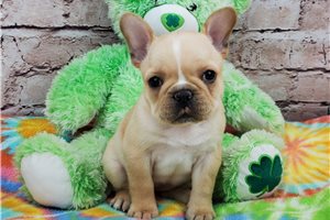 Koka - French Bulldog for sale