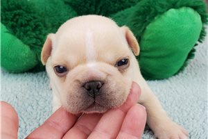 Blitzen - French Bulldog for sale