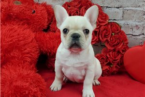 Nikkie - French Bulldog for sale