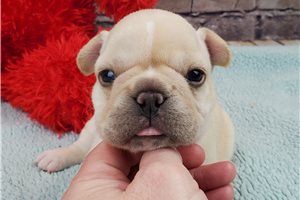 Noel - French Bulldog for sale