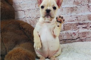 Miya - French Bulldog for sale
