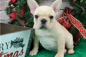 Elfie - puppy for sale