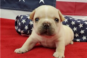 Kayden - French Bulldog for sale