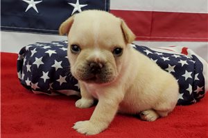 Kayden - French Bulldog for sale