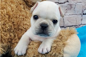 Jingle - French Bulldog for sale