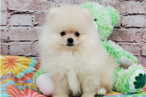 Weston - Pomeranian for sale