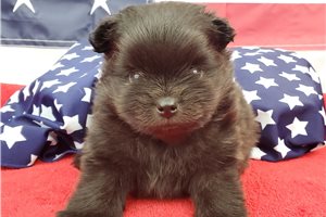 Gradie - Pomeranian for sale