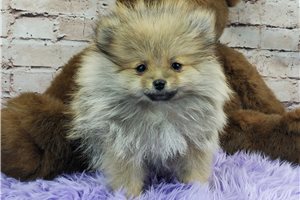 Wisteria - Pomeranian for sale