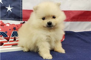 Weston - Pomeranian for sale