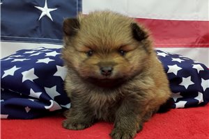 Juno - puppy for sale