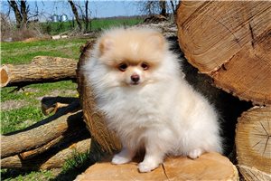 Munchkin - Pomeranian for sale