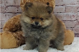 Juno - Pomeranian for sale