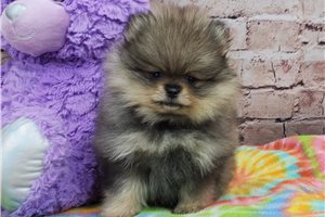 Justine - Pomeranian for sale