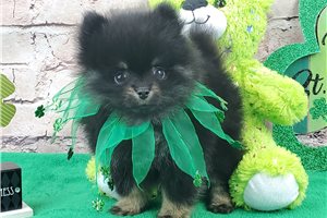 Knox - Pomeranian for sale